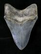 Gorgeous Megalodon Tooth - Great Serrations #19386-2